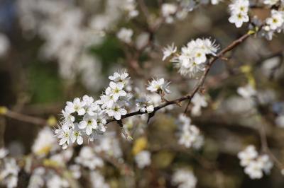 <i>Crataegus laevigata</i>