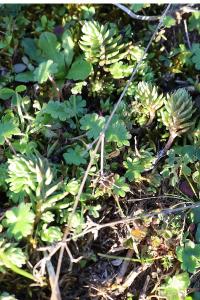 <i>Petrosedum rupestre</i>