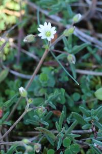 <i>Cerastium pumilum</i>