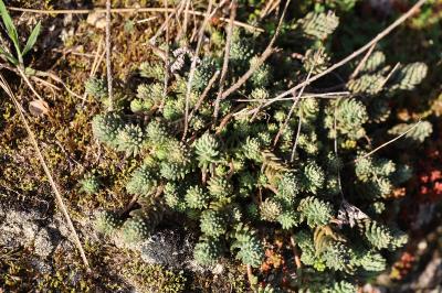 <i>Petrosedum</i>