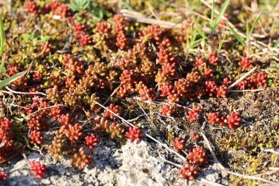 <i>Sedum album</i>