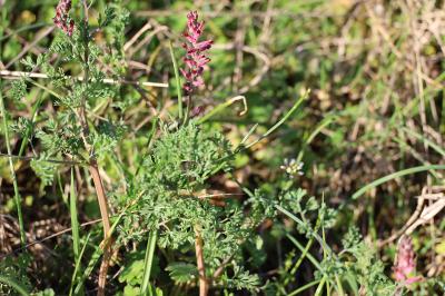 <i>Fumaria officinalis</i>