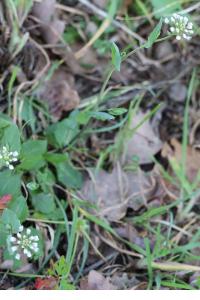 <i>Microthlaspi perfoliatum</i>