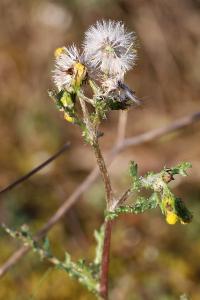 <i>Senecio vulgaris</i>