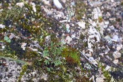 <i>Hornungia petraea</i>