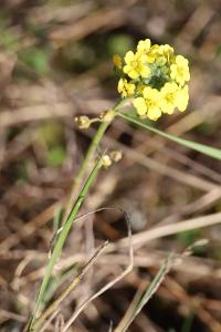 <i>Alyssum montanum</i>