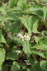 <i>Lamium album</i>