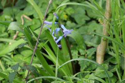 <i>Hyacinthoides non-scripta</i>