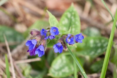 <i>Pulmonaria officinalis</i>