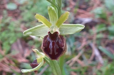 <i>Ophrys aranifera</i>