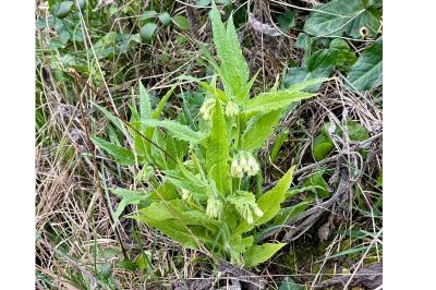 <i>Symphytum officinale</i>