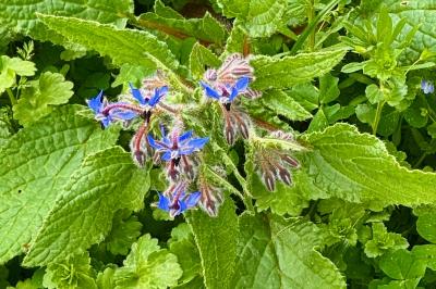 <i>Borago officinalis</i>