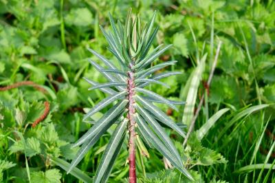 <i>Euphorbia lathyris</i>