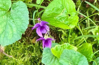 <i>Viola odorata</i>
