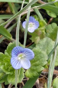 <i>Veronica persica</i>