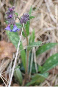 <i>Pulmonaria longifolia</i>