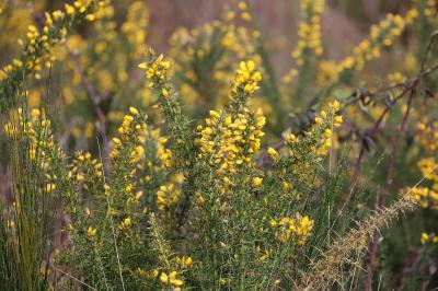 <i>Ulex europaeus</i>