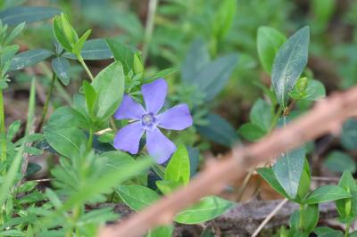 <i>Vinca minor</i>