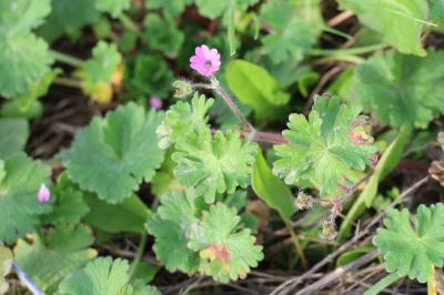 <i>Geranium molle</i>