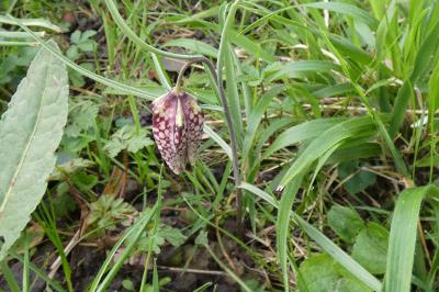 <i>Fritillaria meleagris</i>