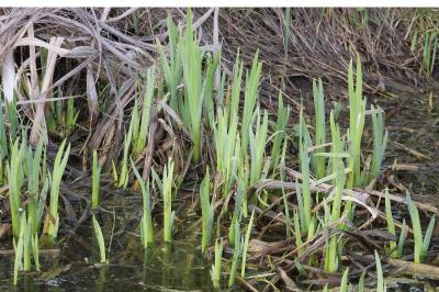 <i>Iris pseudacorus</i>