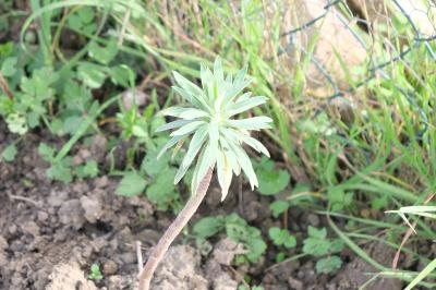 <i>Euphorbia</i>