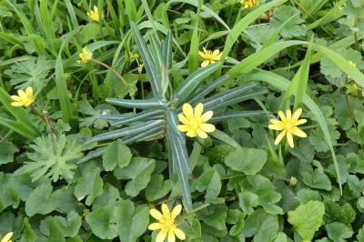 <i>Euphorbia lathyris</i>