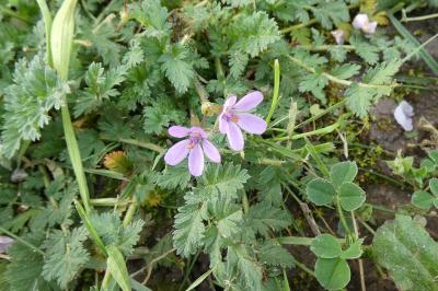 <i>Erodium cicutarium</i>