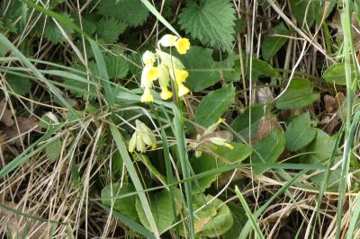 <i>Primula veris</i>