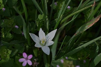 <i>Ornithogalum umbellatum</i>