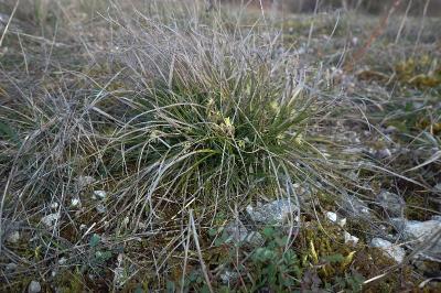 <i>Carex humilis</i>
