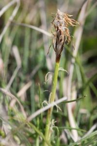 <i>Carex humilis</i>