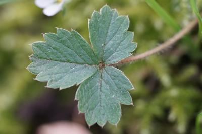 <i>Potentilla sterilis</i>
