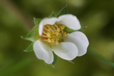 <i>Potentilla sterilis</i>