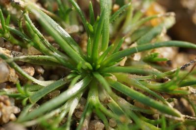 <i>Sagina procumbens</i>
