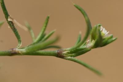 <i>Sagina procumbens</i>