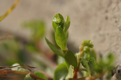 <i>Montia fontana</i>