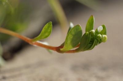 <i>Montia fontana</i>
