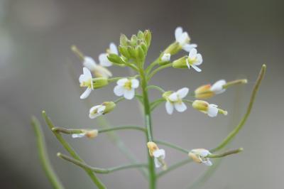 <i>Arabidopsis thaliana</i>