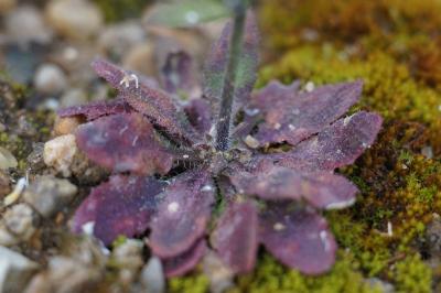 <i>Arabidopsis thaliana</i>
