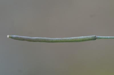 <i>Arabidopsis thaliana</i>