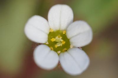 <i>Saxifraga tridactylites</i>