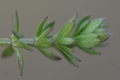 <i>Galium parisiense</i>