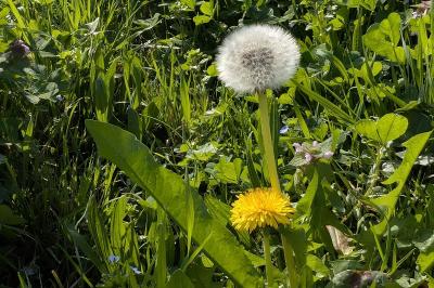 <i>Taraxacum officinale</i>