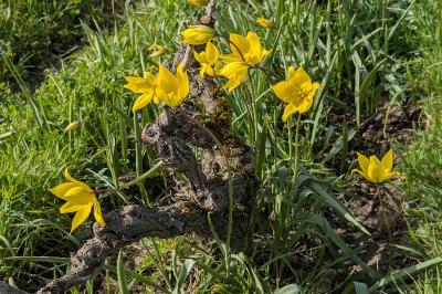 <i>Tulipa sylvestris</i>
