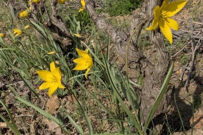 <i>Tulipa sylvestris</i>