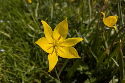 <i>Tulipa sylvestris</i>