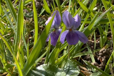 <i>Viola</i>