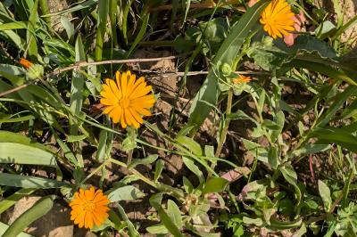 <i>Calendula arvensis</i>