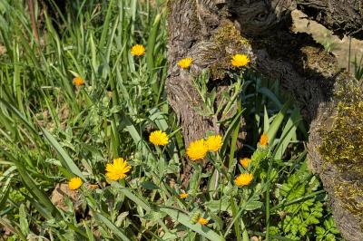 <i>Calendula arvensis</i>